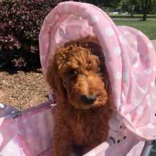 Treasure-family-doodles-dogs(14)